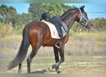 Hispano árabe, Semental, 5 años, 156 cm, Castaño