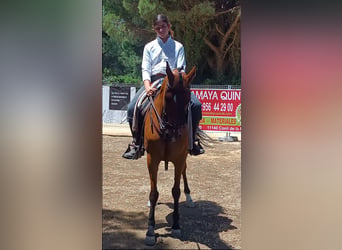 Hispano árabe, Yegua, 13 años, 159 cm, Castaño
