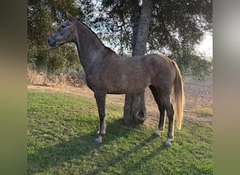 Hispano árabe, Yegua, 3 años, 157 cm