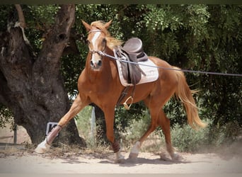 Hispano árabe, Yegua, 3 años, 159 cm, Alazán