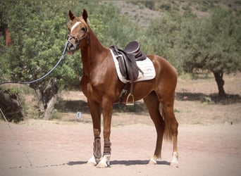 Hispano árabe, Yegua, 3 años, 159 cm, Alazán