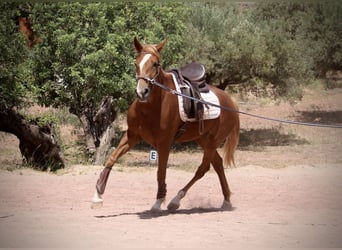 Hispano árabe, Yegua, 3 años, 159 cm, Alazán