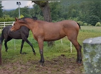 Hispano árabe, Yegua, 3 años, 160 cm, Castaño