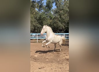 Hispano árabe, Yegua, 4 años, 150 cm, Cremello