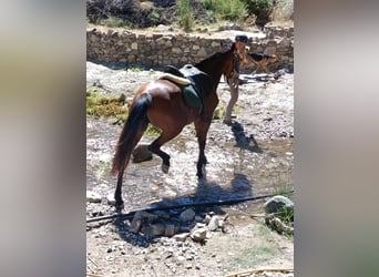 Hispano árabe, Yegua, 4 años, 152 cm, Castaño
