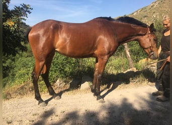 Hispano árabe, Yegua, 4 años, 152 cm, Castaño