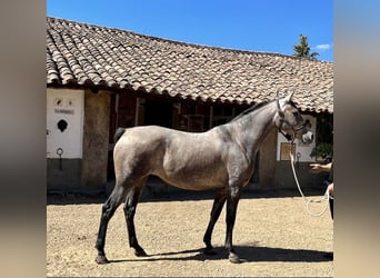 Hispano árabe Mestizo, Yegua, 4 años, 162 cm, Tordo