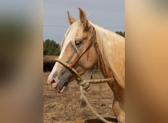 Hispano árabe, Yegua, 5 años, 152 cm, Palomino