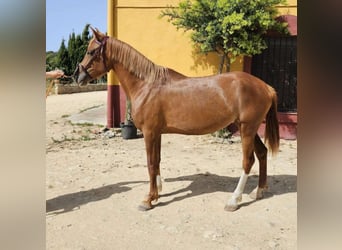 Hispano árabe, Yegua, 6 años, 157 cm, Alazán