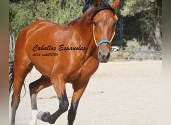 Hispano árabe, Yegua, 6 años, 160 cm, Castaño