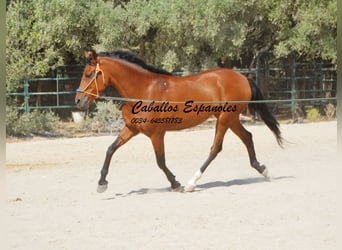 Hispano árabe, Yegua, 6 años, 160 cm, Castaño