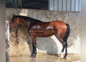 Hispano árabe, Yegua, 6 años, 160 cm, Castaño