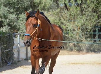 Hispano árabe, Yegua, 6 años, 160 cm, Castaño