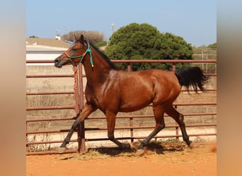 Hispano árabe, Yegua, 7 años, 153 cm, Castaño