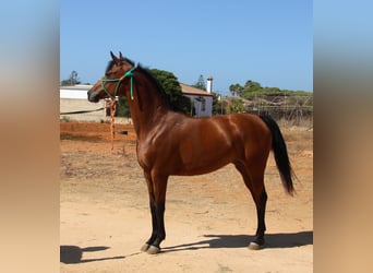 Hispano árabe, Yegua, 7 años, 153 cm, Castaño