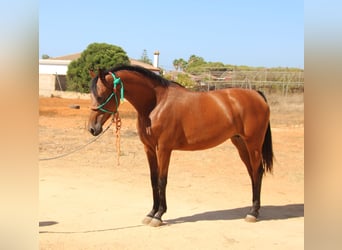 Hispano árabe, Yegua, 7 años, 153 cm, Castaño