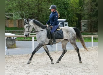 Hispano árabe, Yegua, 7 años, 153 cm, Tordo
