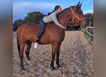 Hispano árabe, Yegua, 7 años, 160 cm, Castaño