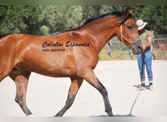 Hispano árabe, Yegua, 7 años, 160 cm, Castaño