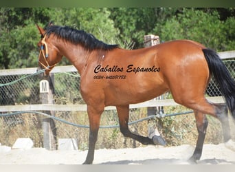 Hispano árabe, Yegua, 7 años, 160 cm, Castaño