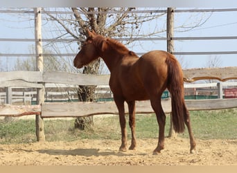 Hispano árabe, Yegua, 8 años, 155 cm, Alazán