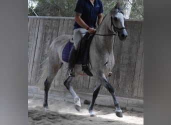 Hispano árabe, Yegua, 9 años, 153 cm, Tordo