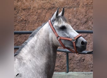 Hispano árabe, Yegua, 9 años, 153 cm, Tordo