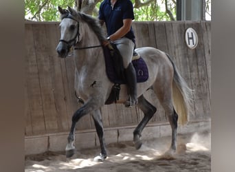 Hispano árabe, Yegua, 9 años, 153 cm, Tordo