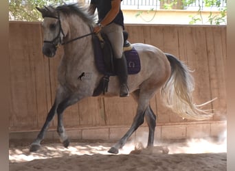 Hispano árabe, Yegua, 9 años, 153 cm, Tordo