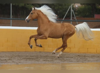 Hispano Araber, Hengst, 13 Jahre, 160 cm, Palomino