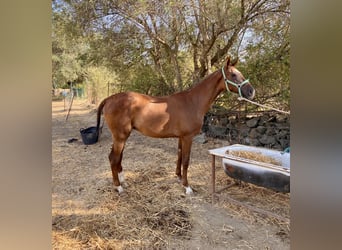 Hispano Araber, Hengst, 1 Jahr