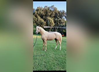 Hispano Araber, Hengst, 2 Jahre, 153 cm, Palomino