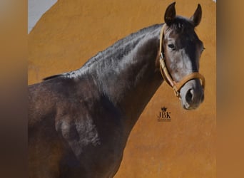 Hispano Araber Mix, Hengst, 2 Jahre, 157 cm, Schimmel