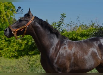 Hispano Araber Mix, Hengst, 2 Jahre, 157 cm, Schimmel