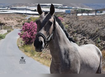 Hispano Araber, Hengst, 2 Jahre, 158 cm, Schimmel
