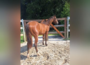 Hispano Araber, Hengst, 2 Jahre, 160 cm, Brauner