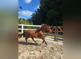 Hispano Araber, Hengst, 2 Jahre, 160 cm, Brauner