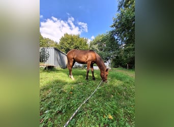 Hispano Araber, Hengst, 2 Jahre, 160 cm, Brauner