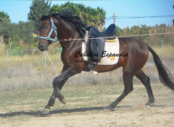 Hispano Araber, Hengst, 3 Jahre, 156 cm, Brauner