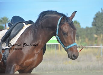Hispano Araber, Hengst, 3 Jahre, 156 cm, Brauner