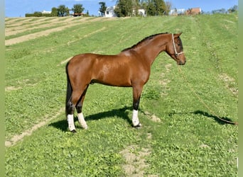 Hispano Araber, Hengst, 3 Jahre, 156 cm, Brauner