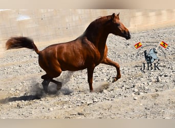 Hispano Araber, Hengst, 3 Jahre, 158 cm, Fuchs