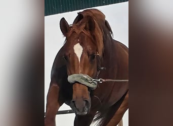 Hispano Araber, Hengst, 3 Jahre, 163 cm, Fuchs