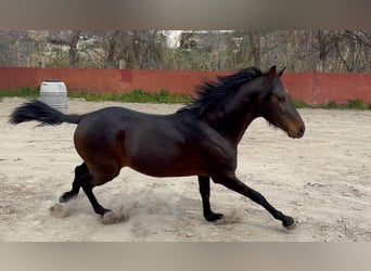 Hispano Araber, Hengst, 4 Jahre, 143 cm, Dunkelbrauner