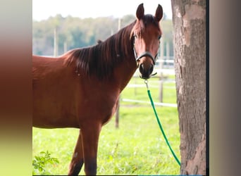 Hispano Araber, Hengst, 4 Jahre, 155 cm, Dunkelfuchs