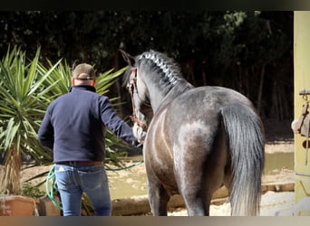 Hispano Araber, Hengst, 4 Jahre, 156 cm, Blauschimmel