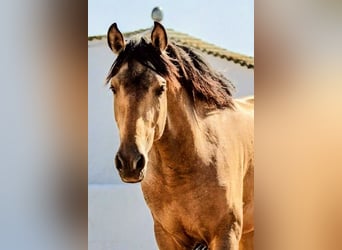 Hispano Araber, Hengst, 4 Jahre, 156 cm, Buckskin