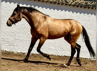Hispano Araber, Hengst, 4 Jahre, 156 cm, Buckskin