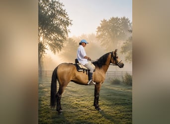 Hispano Araber, Hengst, 4 Jahre, 156 cm, Buckskin