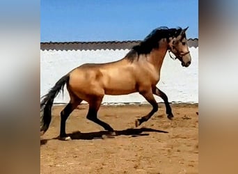 Hispano Araber, Hengst, 4 Jahre, 156 cm, Buckskin